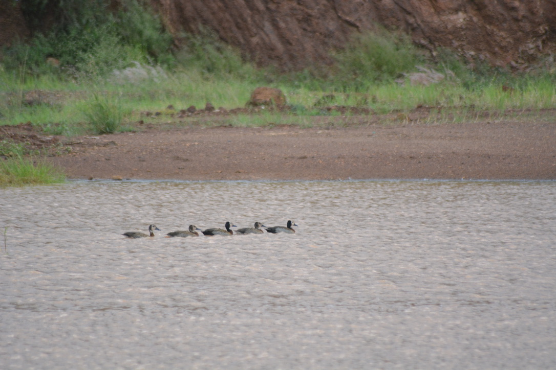 Geese swimming on a seasonal pool