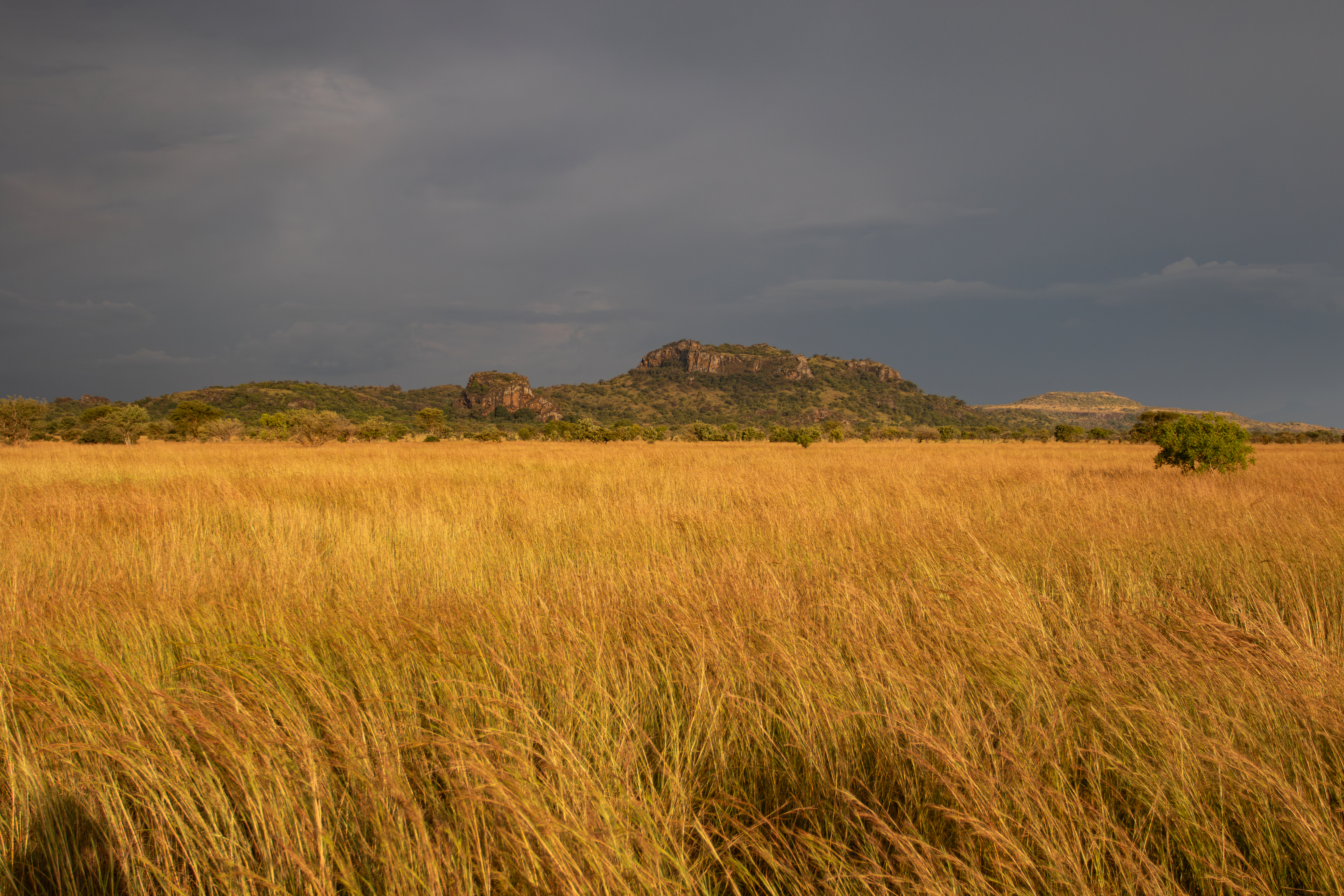 Golden grassland beneath a stormy sky