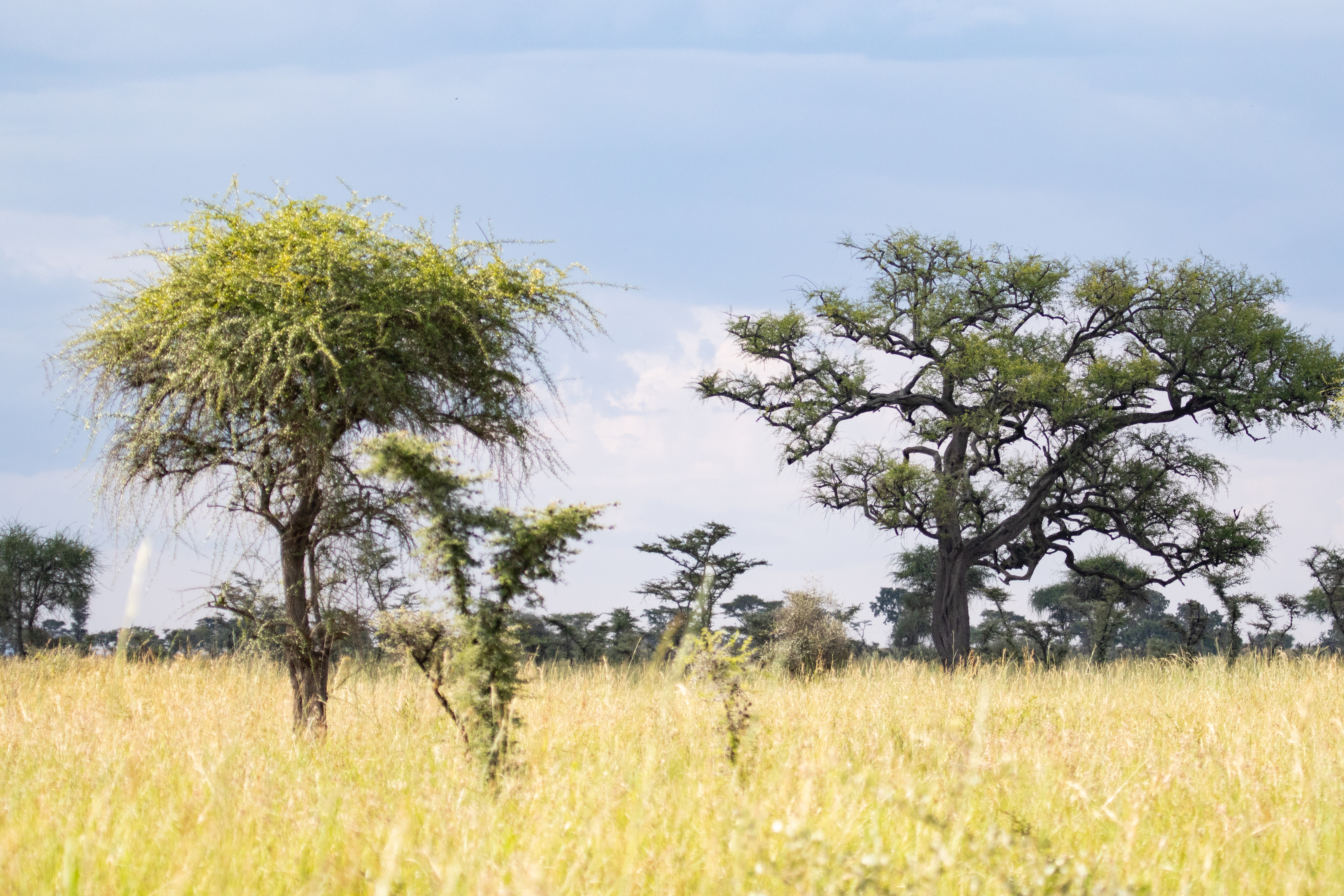 Acacia trees standing in pale grassland