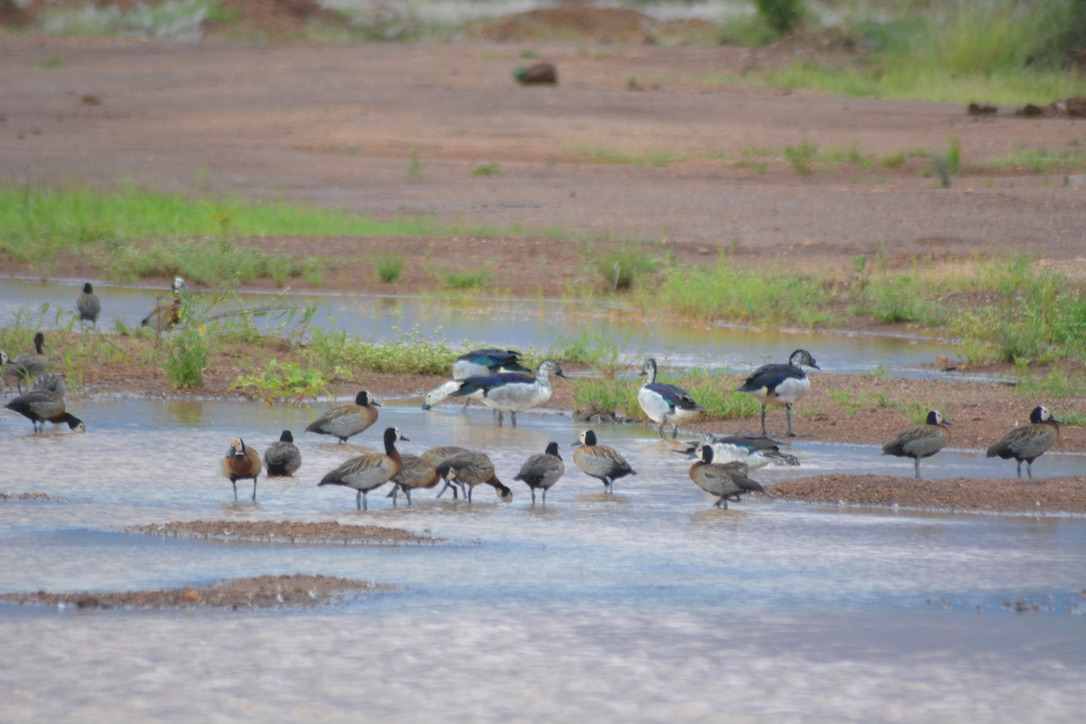 Whistling ducks and knob-billed ducks at the water's edge
