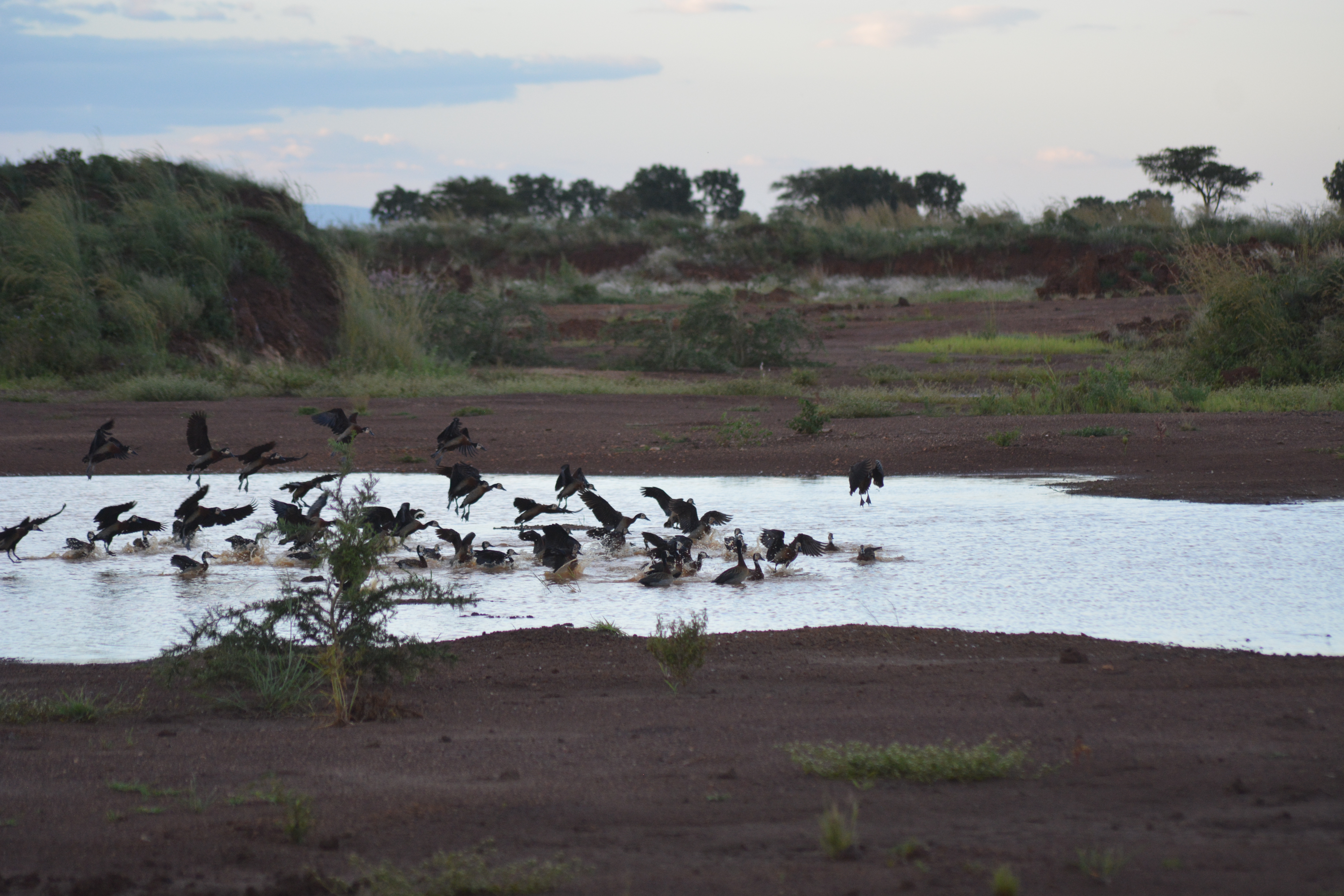 A flock of whistling ducks taking flight from the waterhole