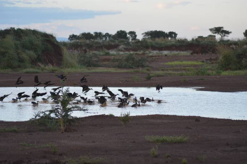 A flock of whistling ducks taking flight from the waterhole