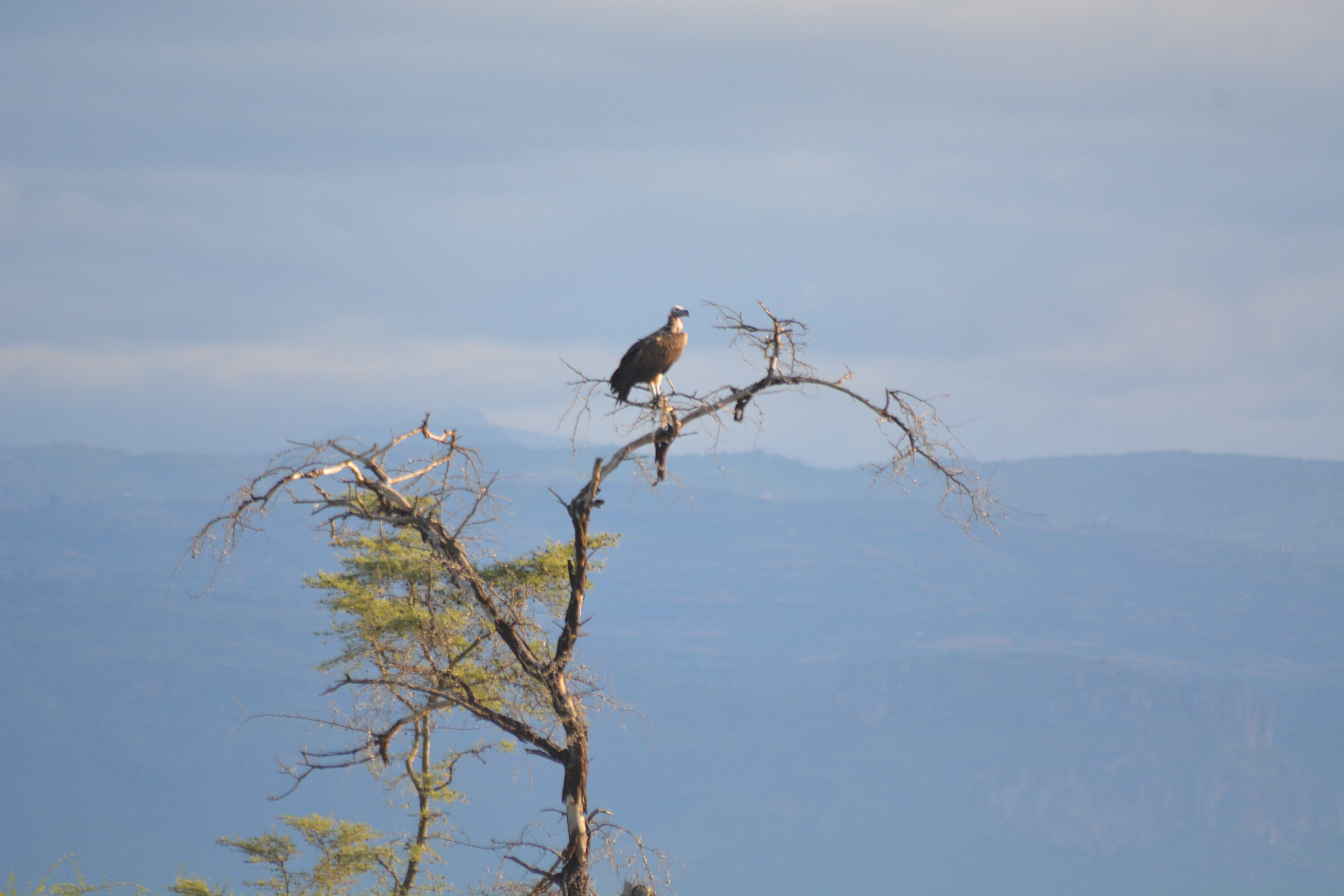 A vulture perched on a dead tree above the plains