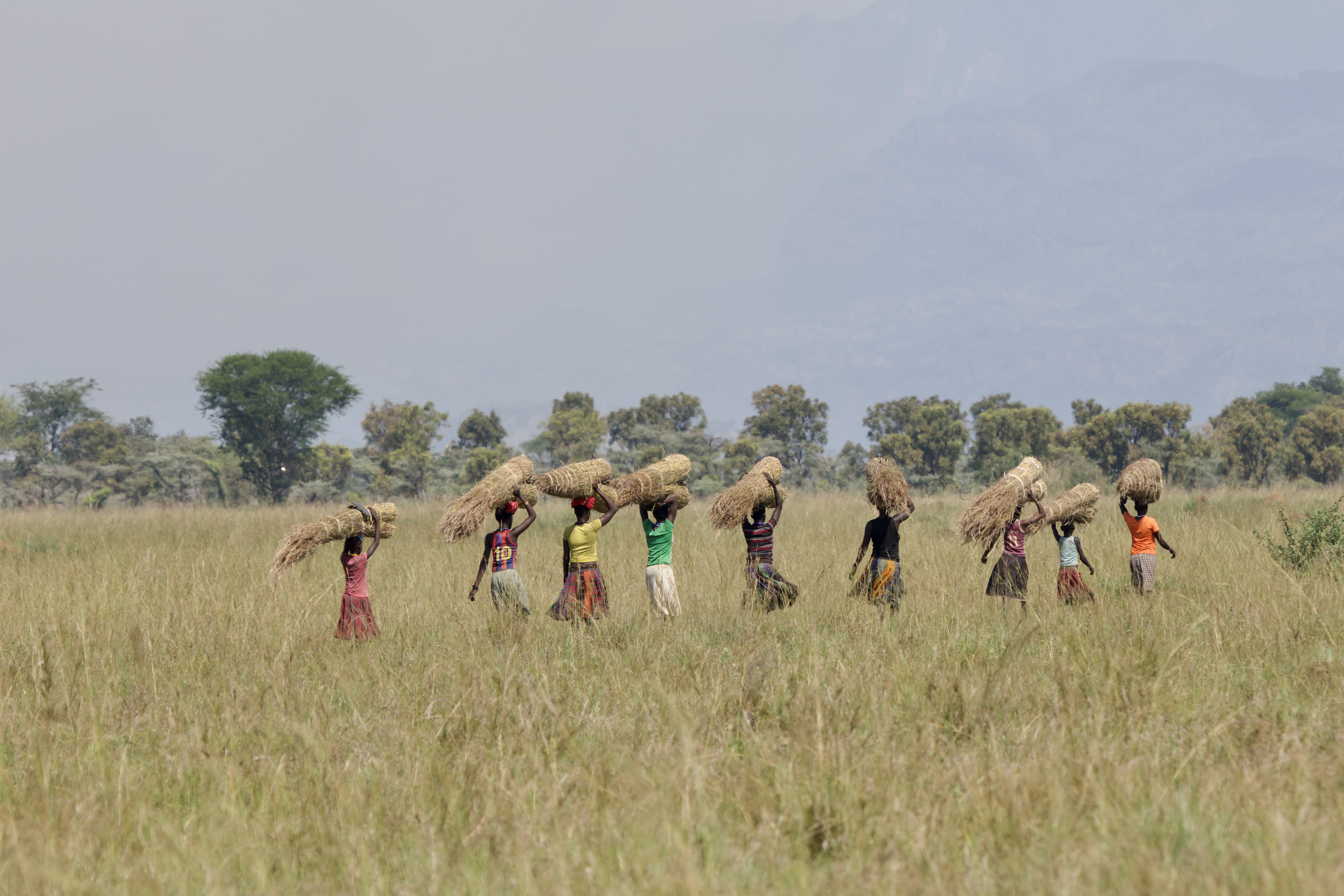 Karamojong women carrying thatching grass across the plains