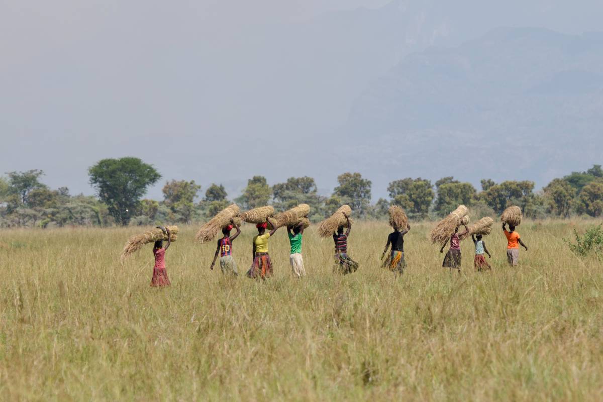 Karamojong women carrying thatching grass across the plains