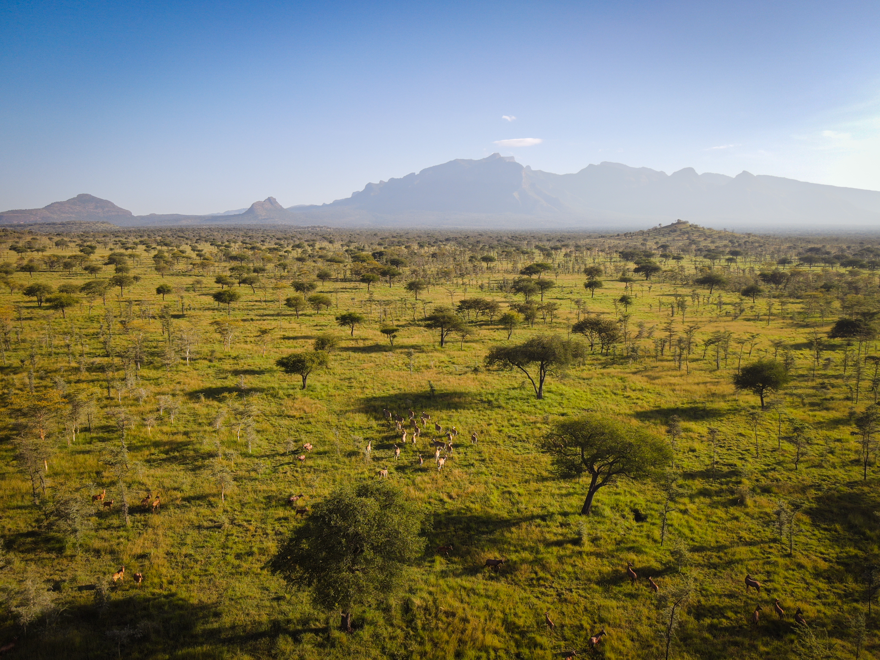 Aerial census view over the Pian Upe savannah, wild herds below