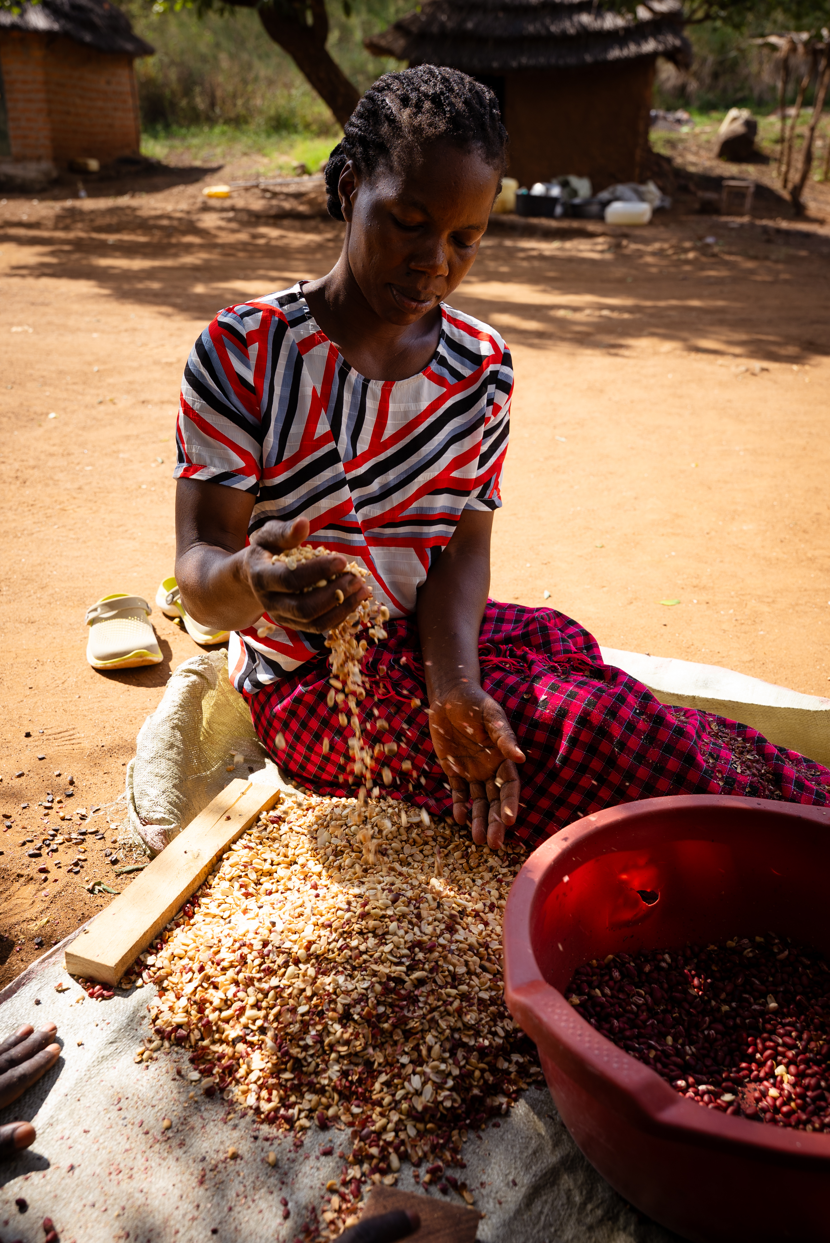 A woman winnowing sorted beans and grain outside her homestead