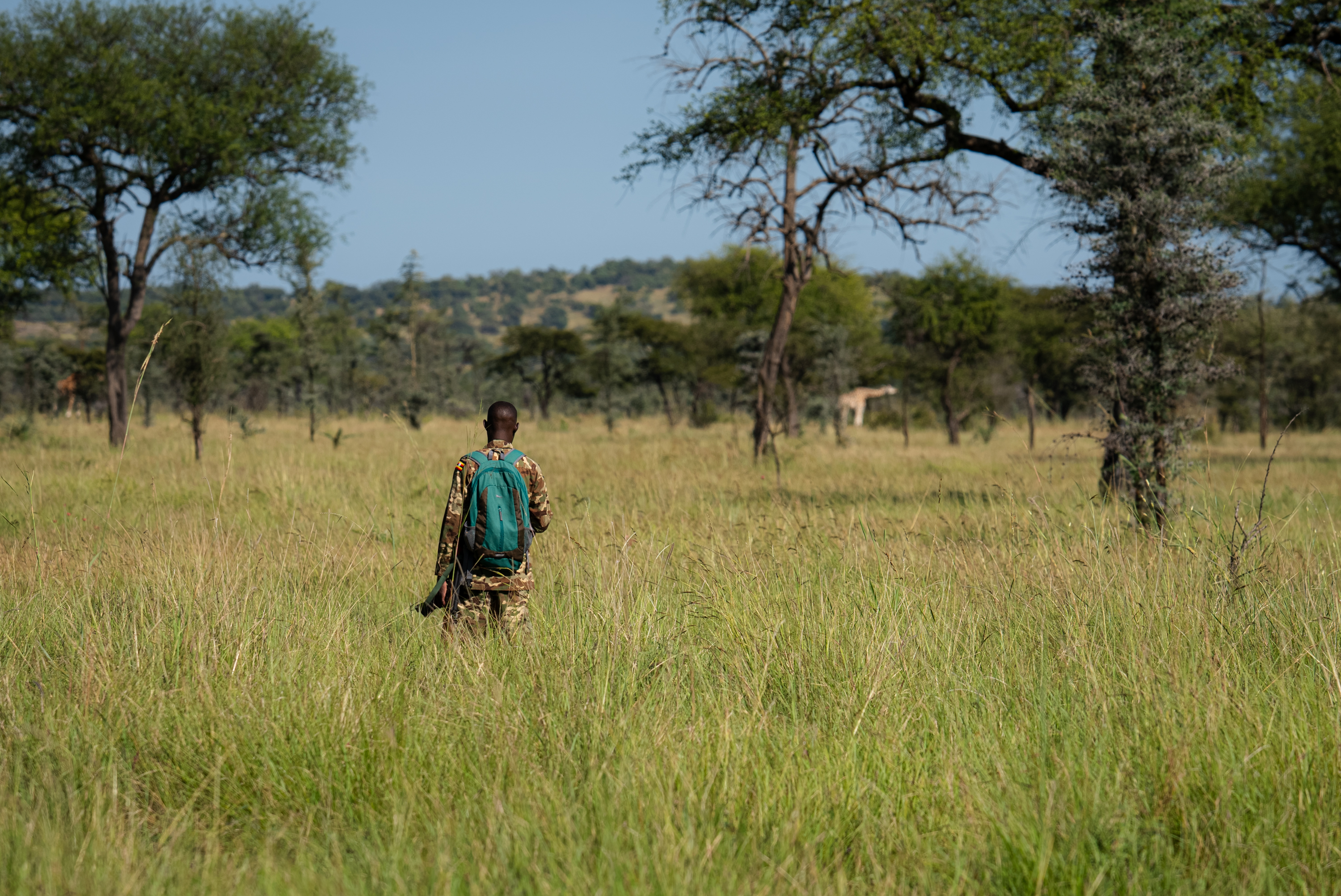 A ranger on foot patrol, giraffe on the horizon