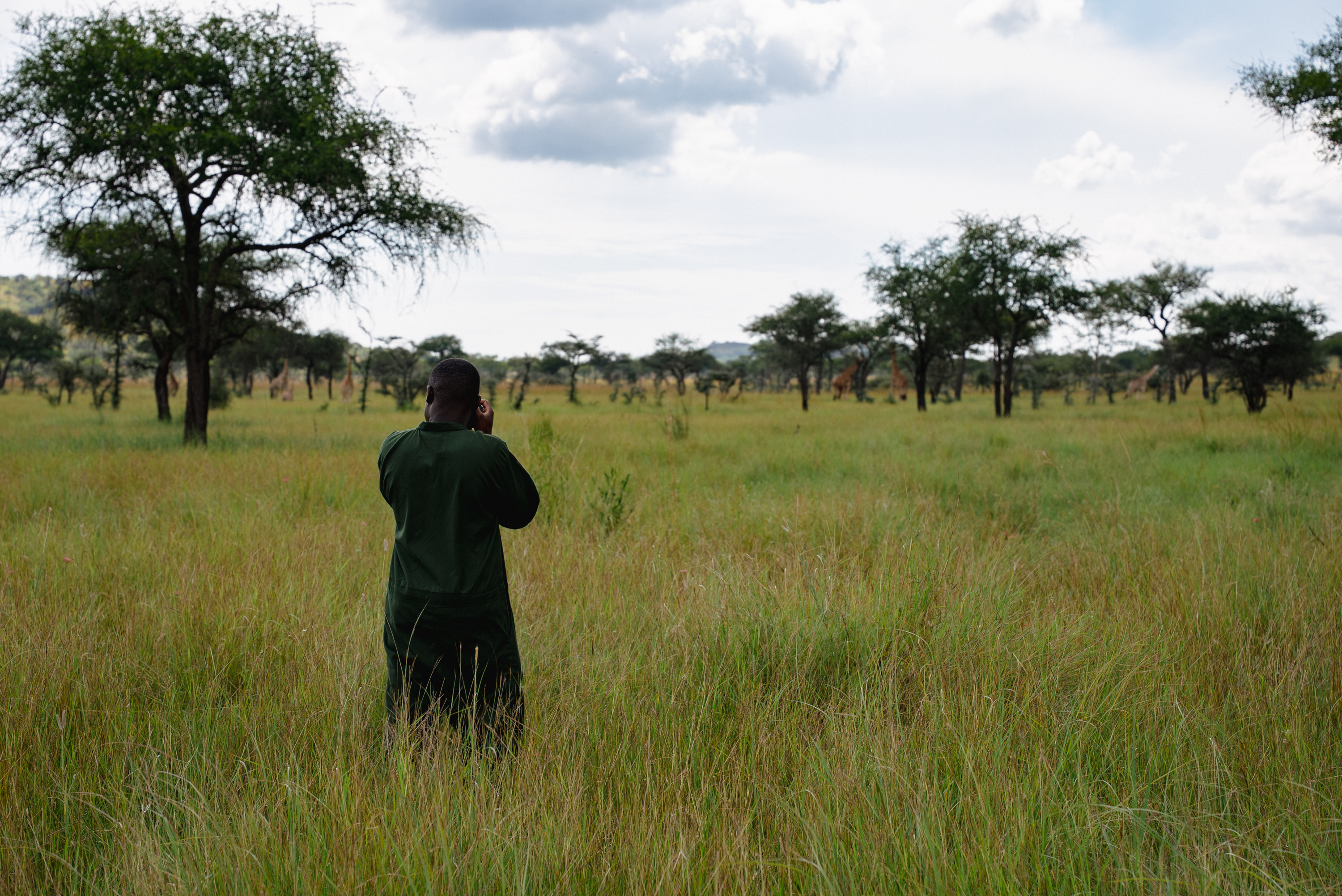 A ranger photographing giraffe on the open plains