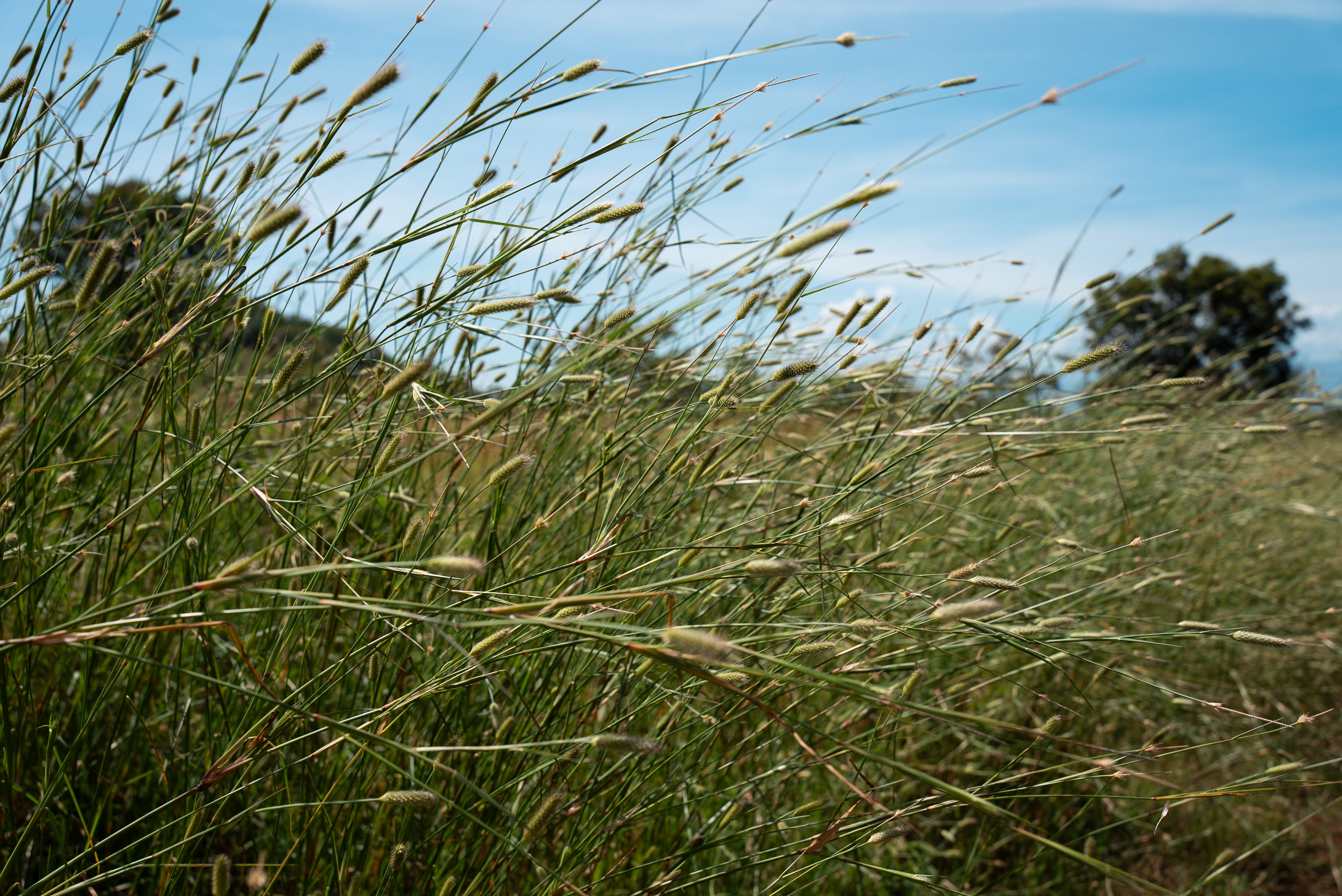 Grass seed heads against a blue sky