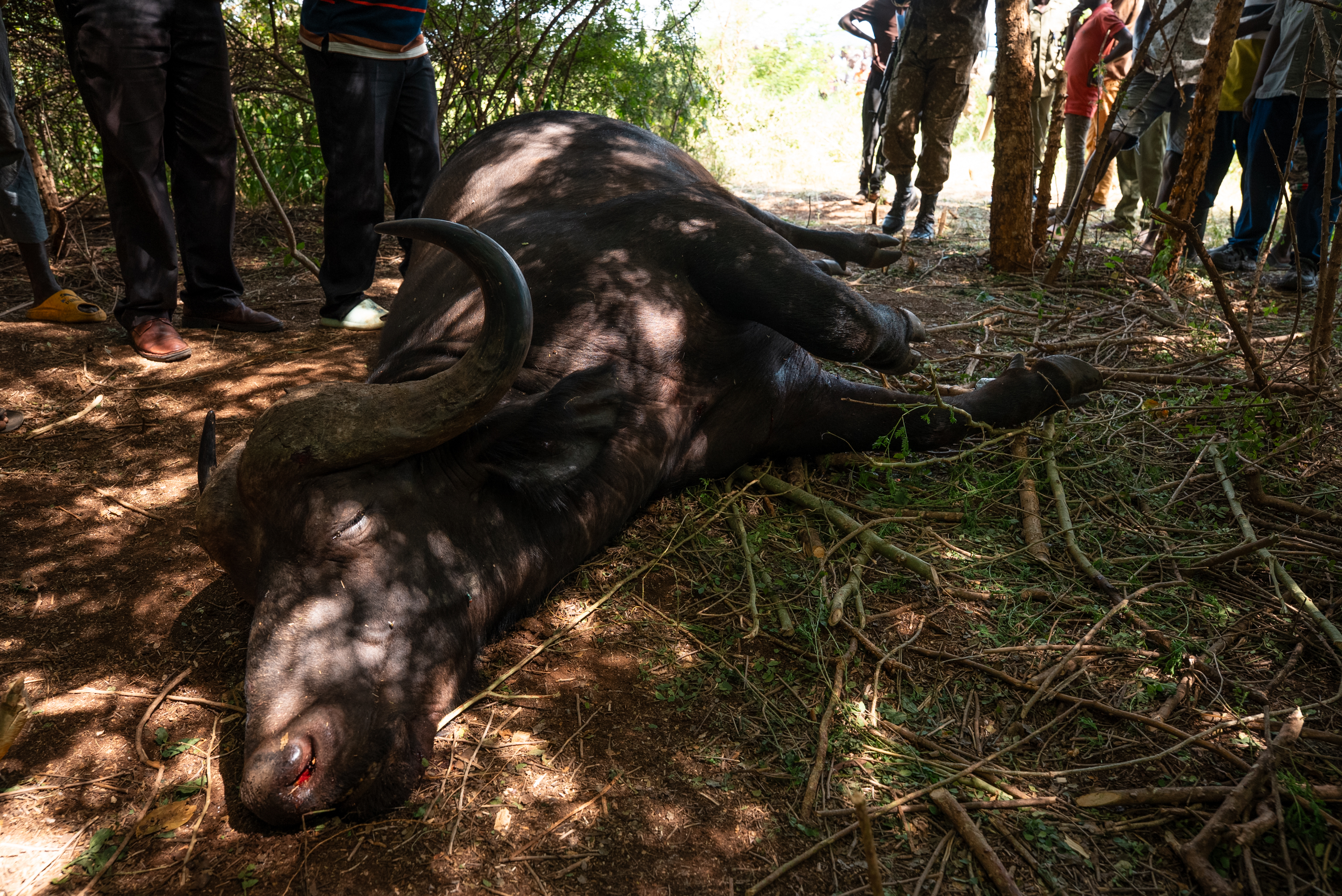 A buffalo lost to poaching, documented by the patrol team