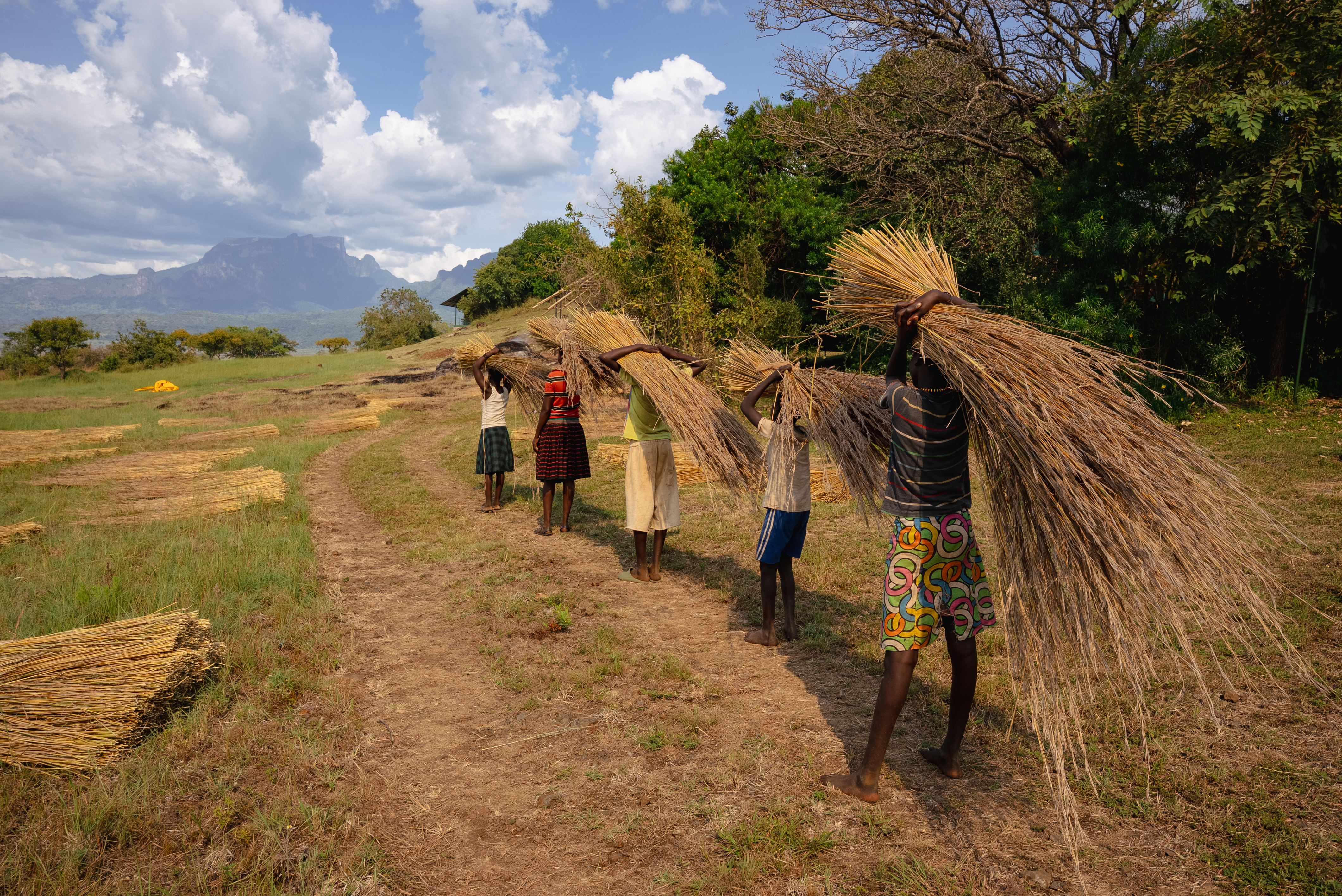 Children carrying bundles of thatching grass towards Mount Kadam