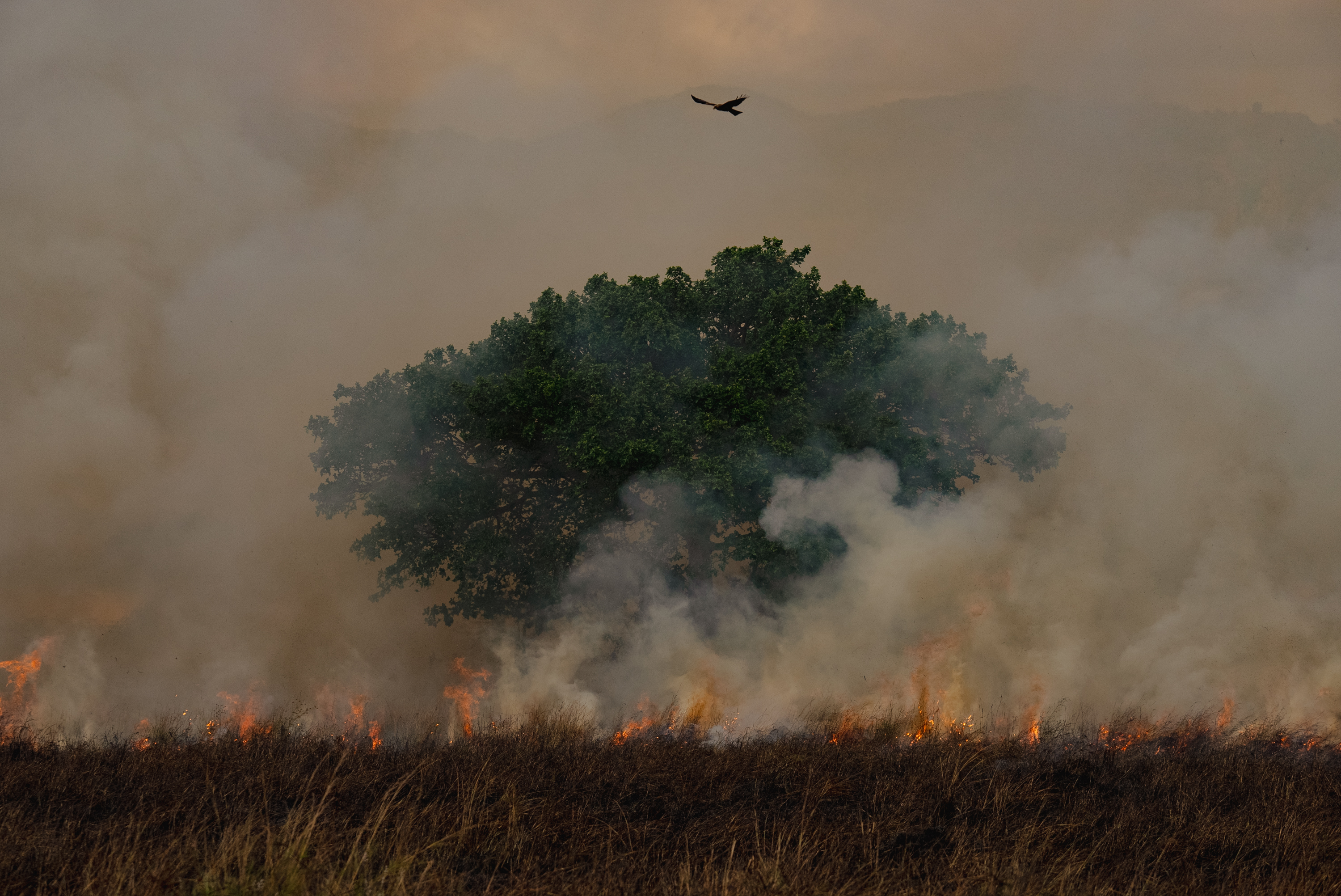 A lone tree engulfed by a grass fire, a kite circling above