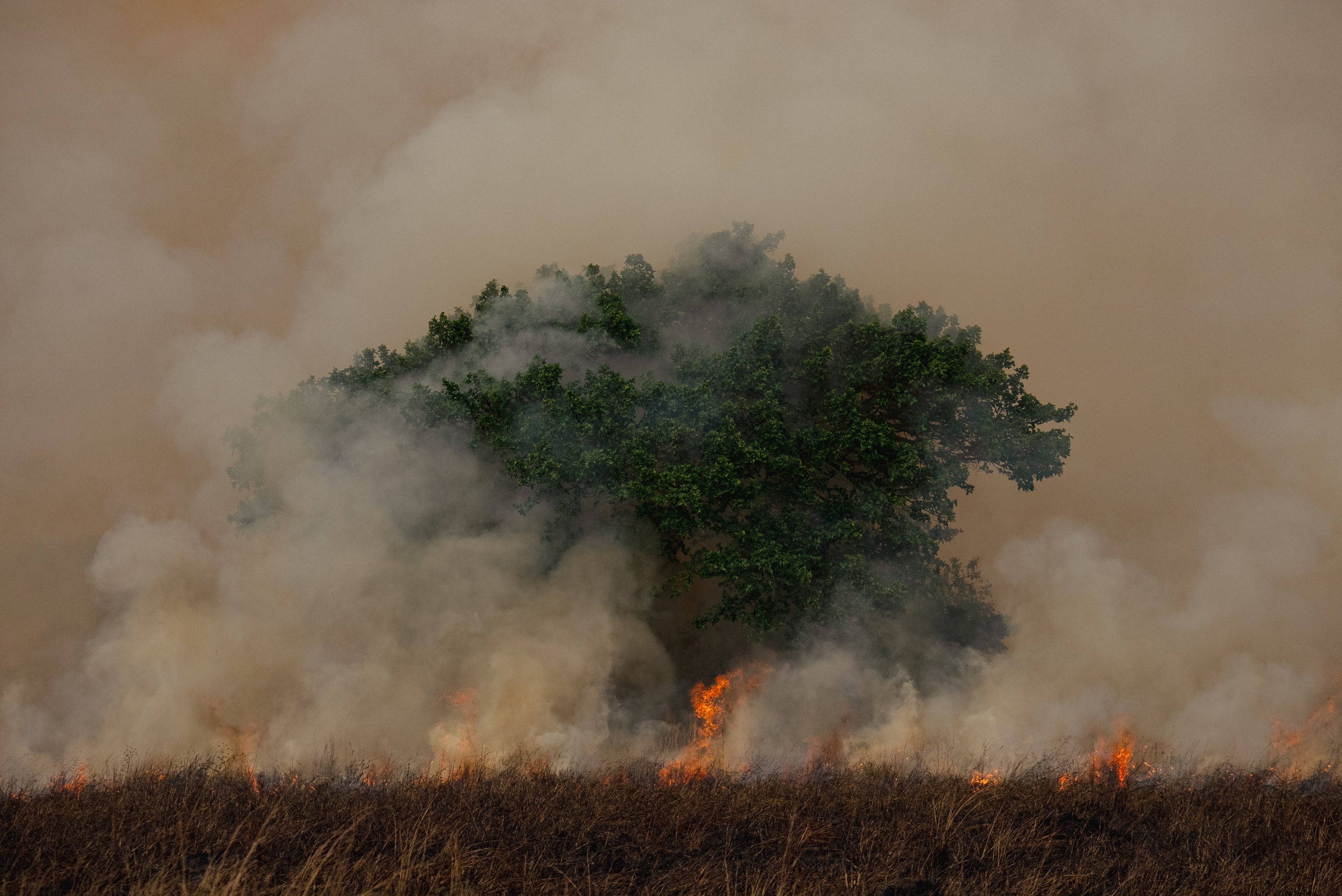 Flames at the base of a tree shrouded in smoke