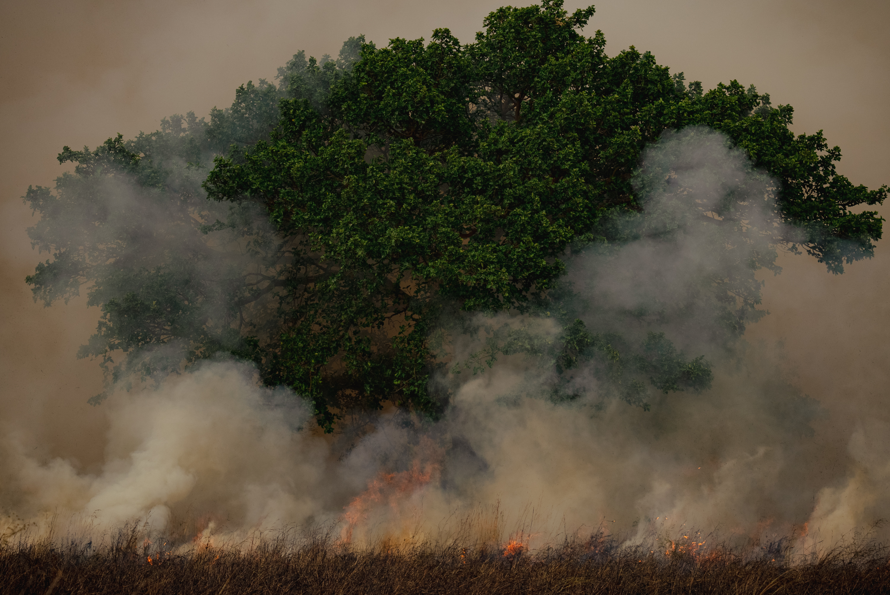 A green tree wrapped in wildfire smoke
