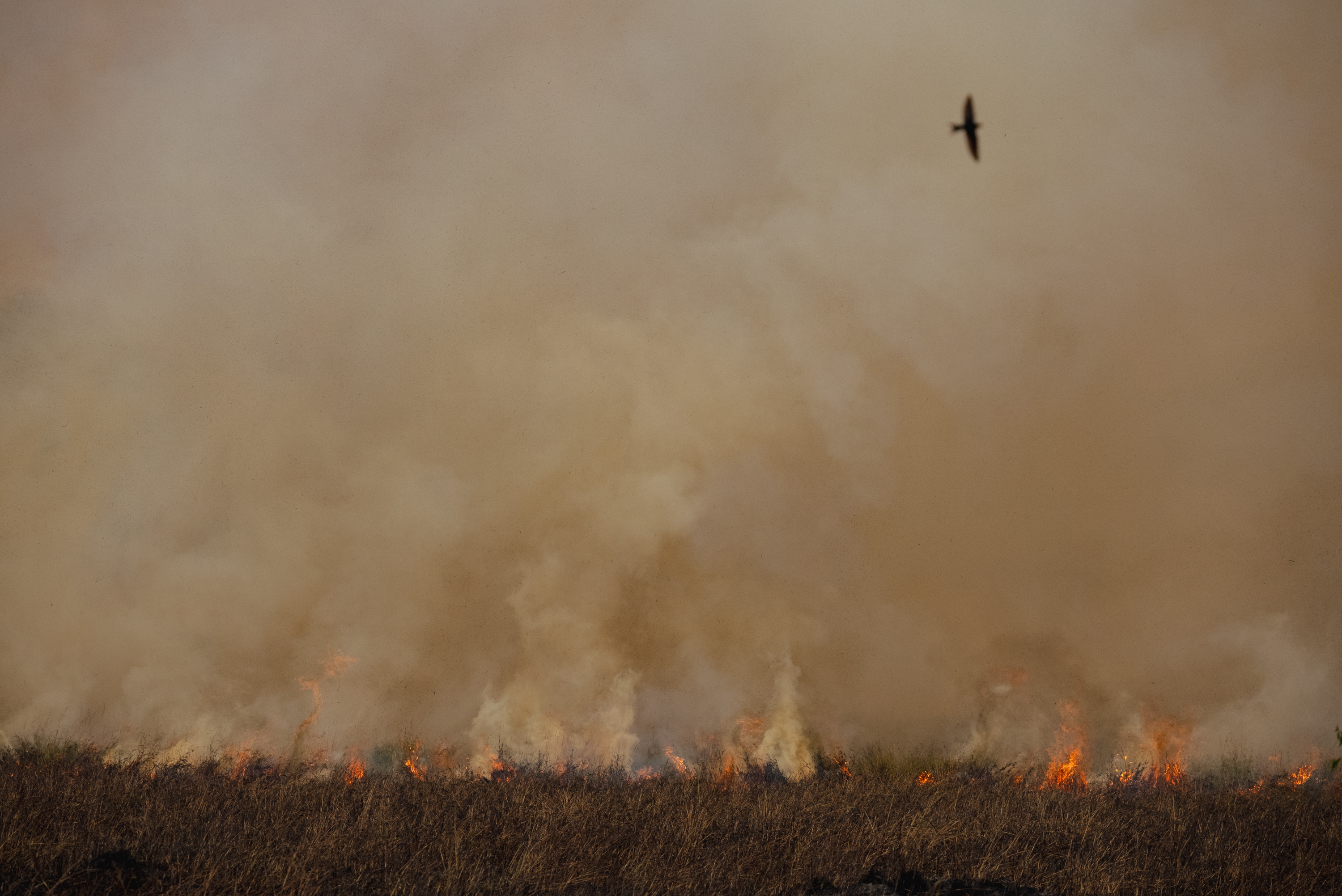 A bird flying above a wall of smoke and flame