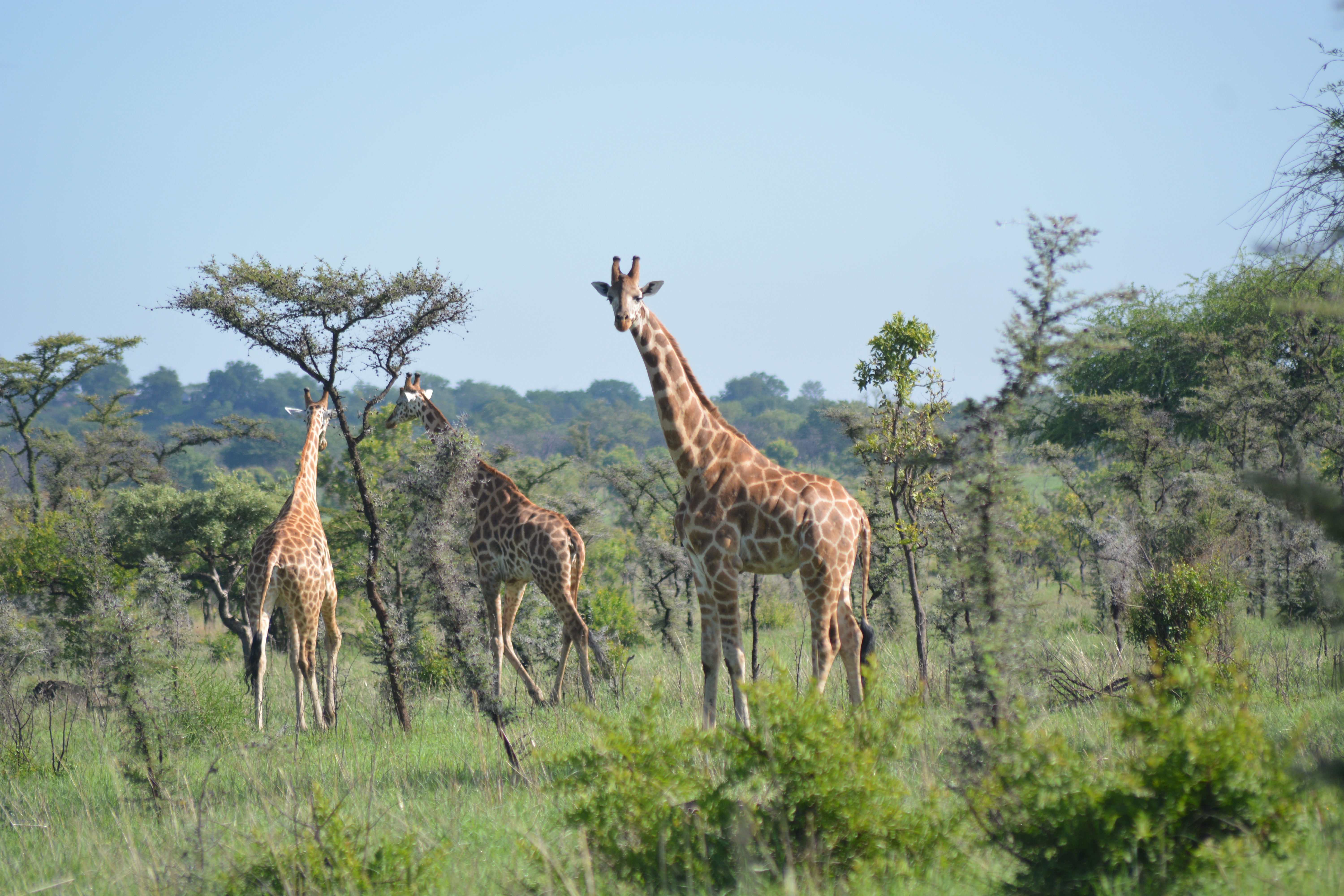 Giraffe among the acacia