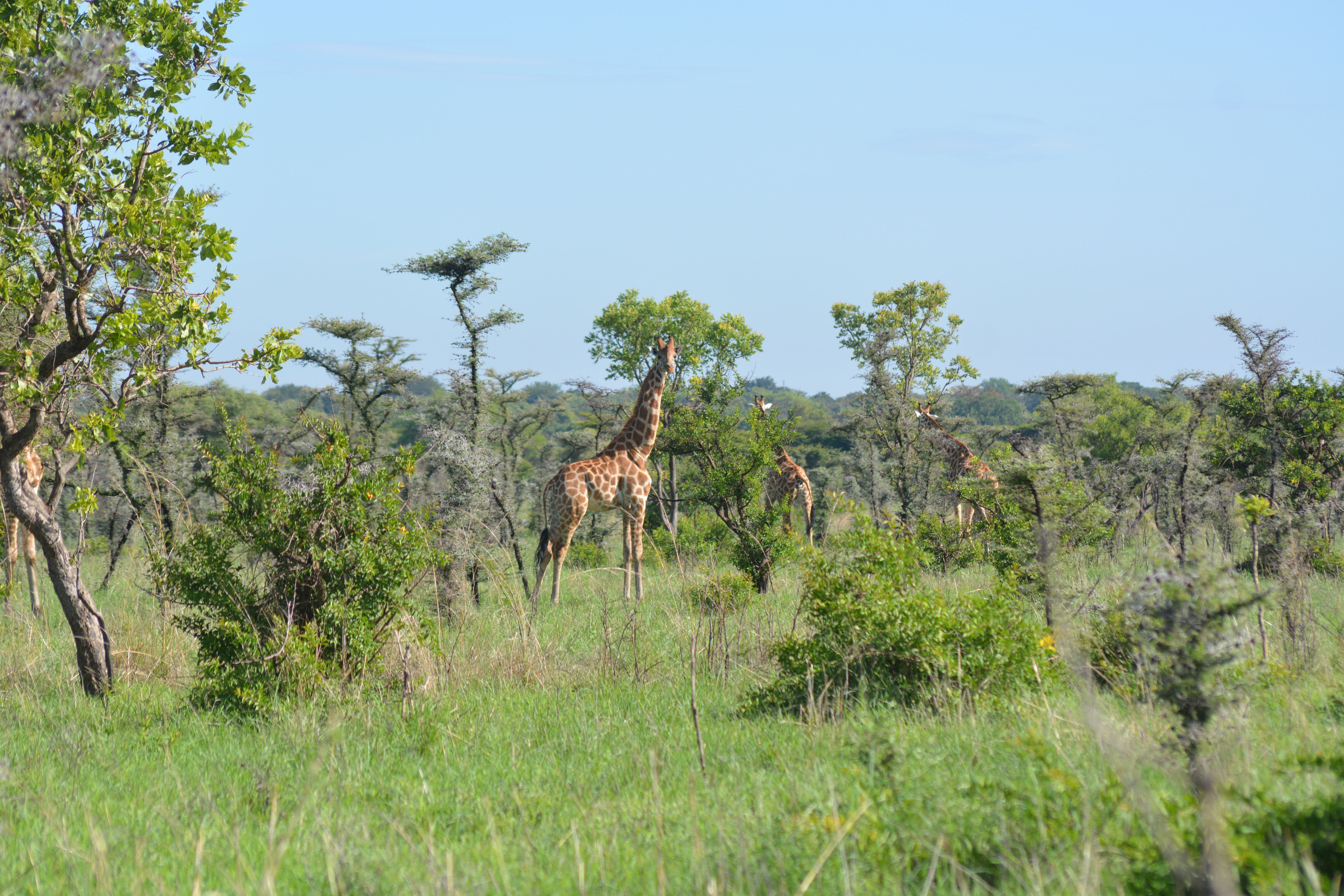 Giraffe browsing the woodland
