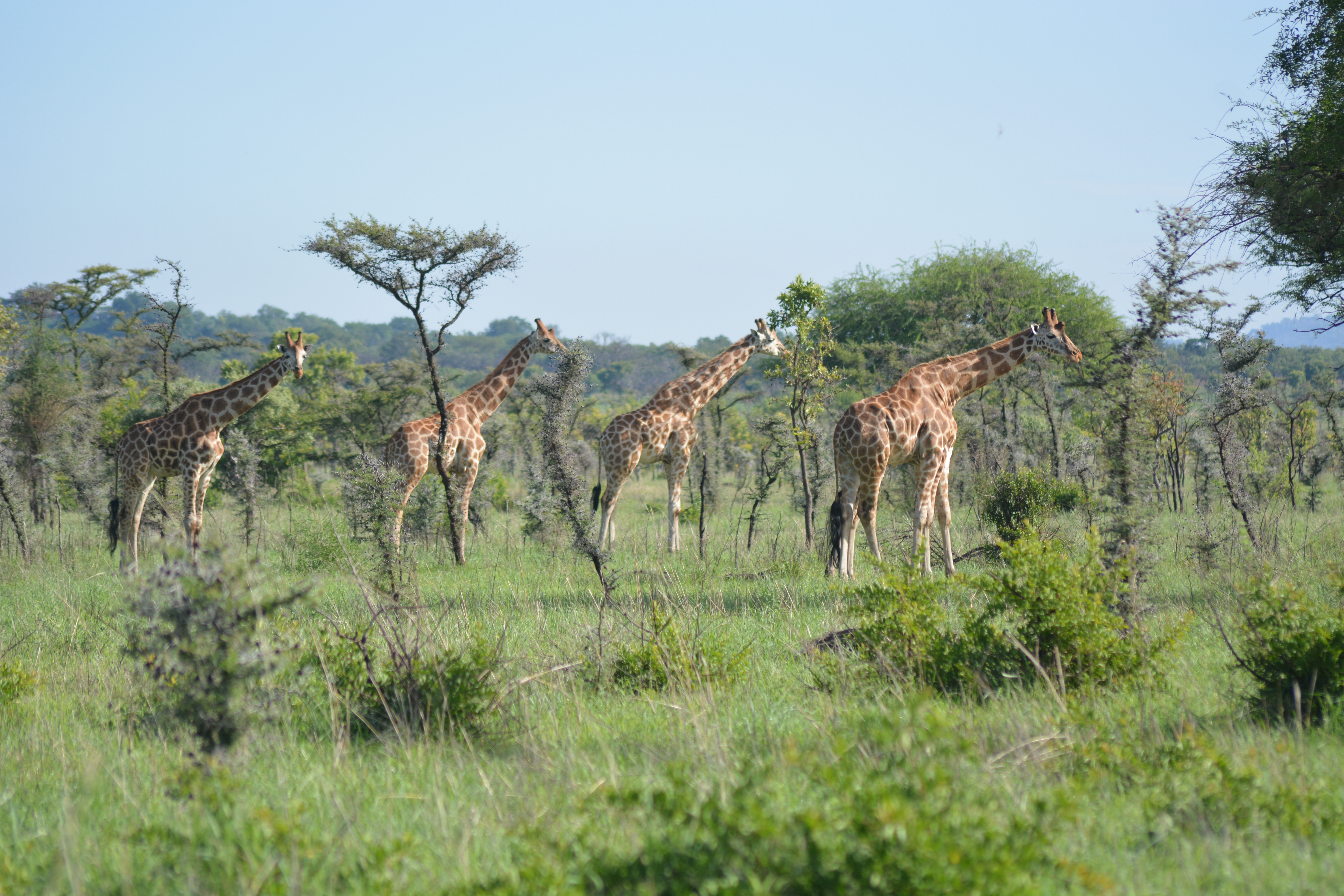 A herd of giraffe moving through the Pian Upe bush