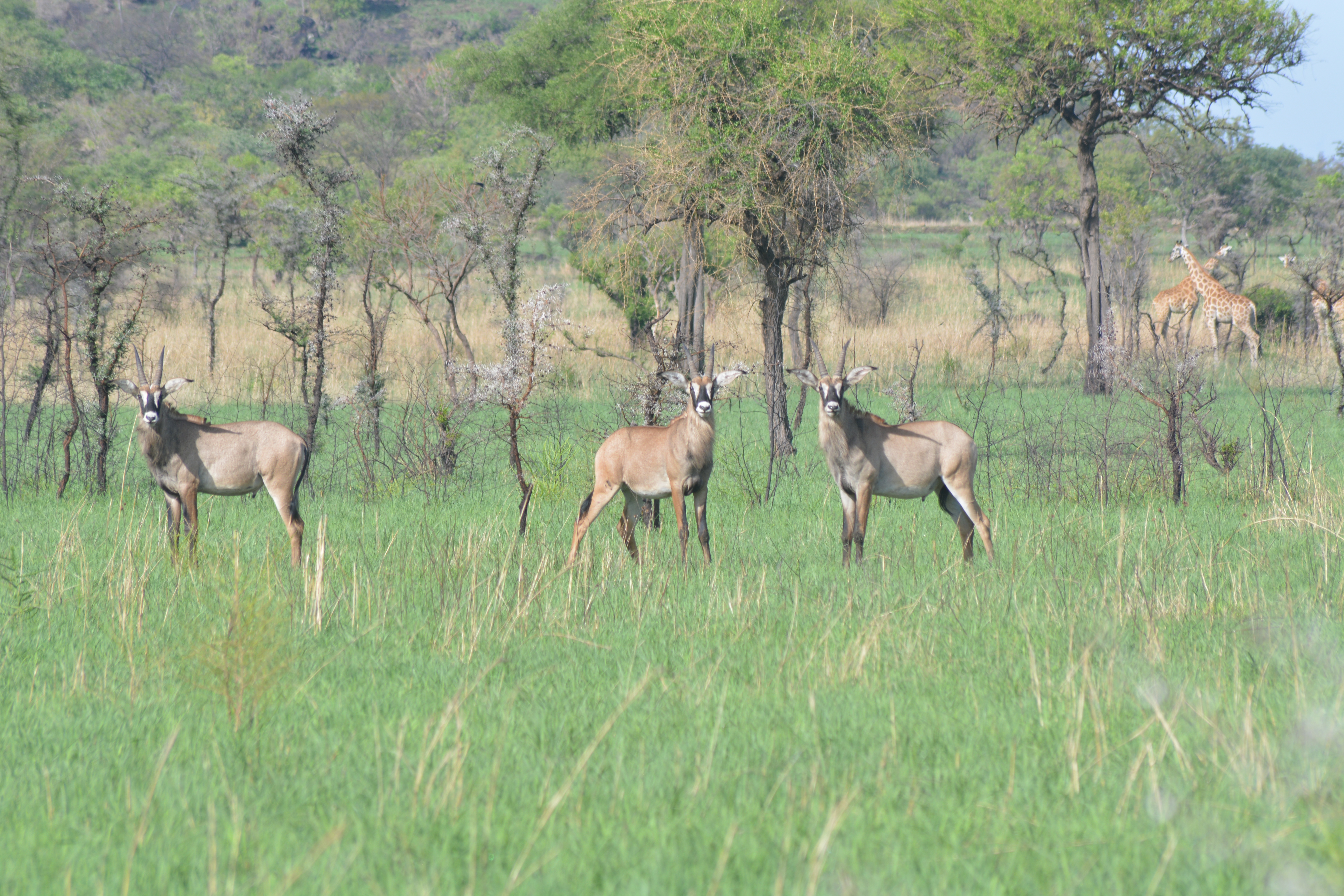 Roan antelope on the open grassland