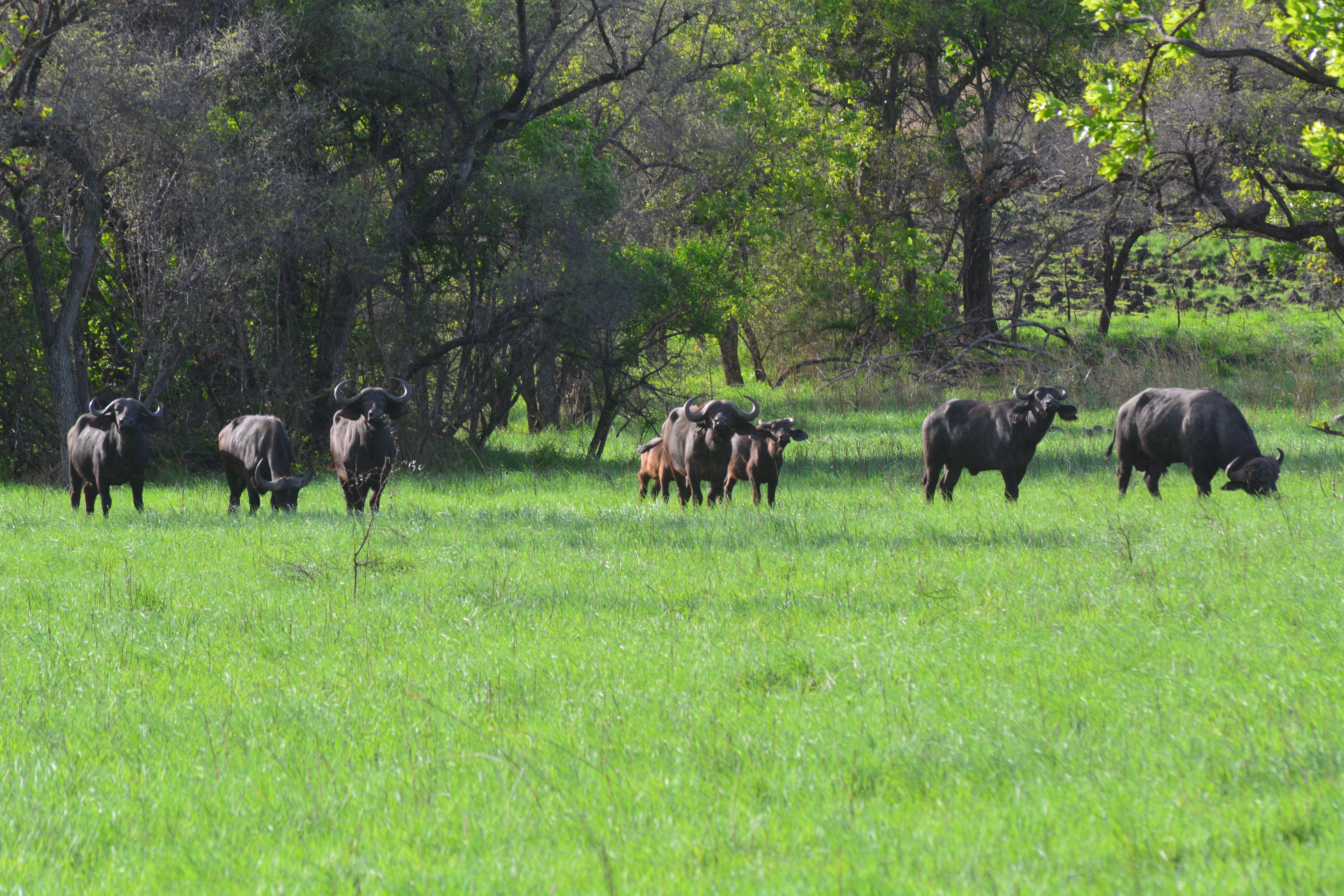 A buffalo herd grazing the green plains