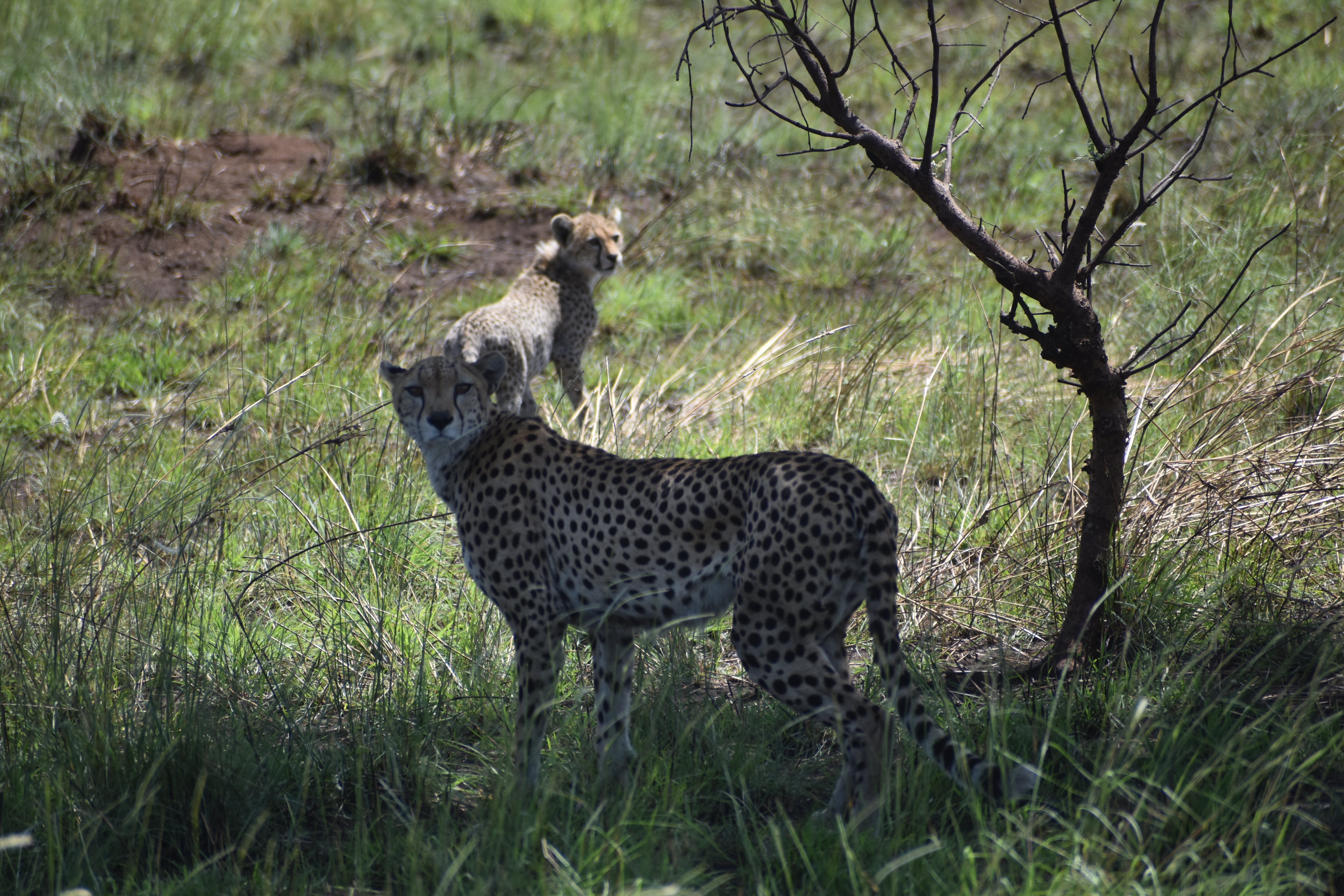 A cheetah and her cub on the plains