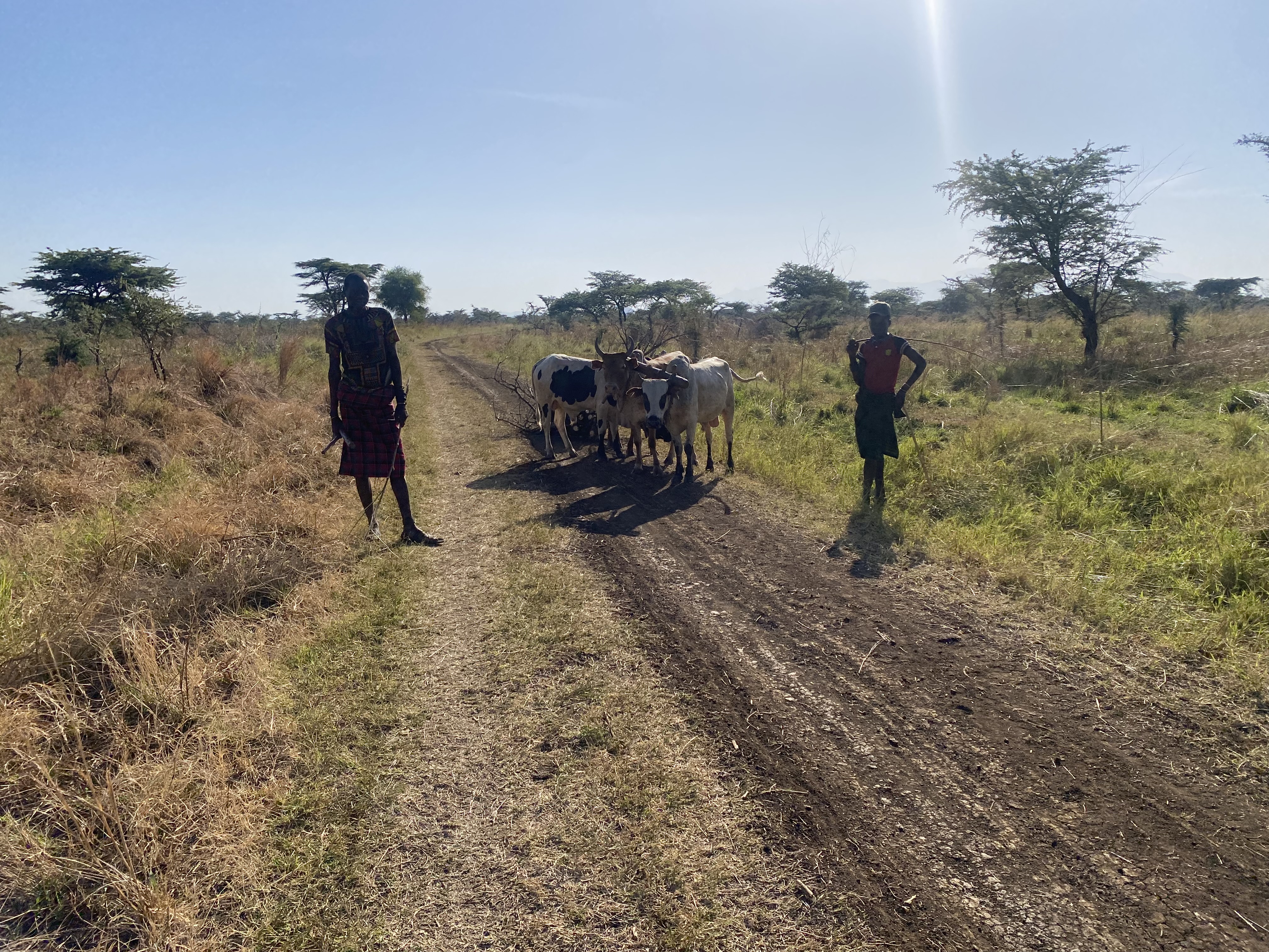 Herders moving cattle along a reserve track