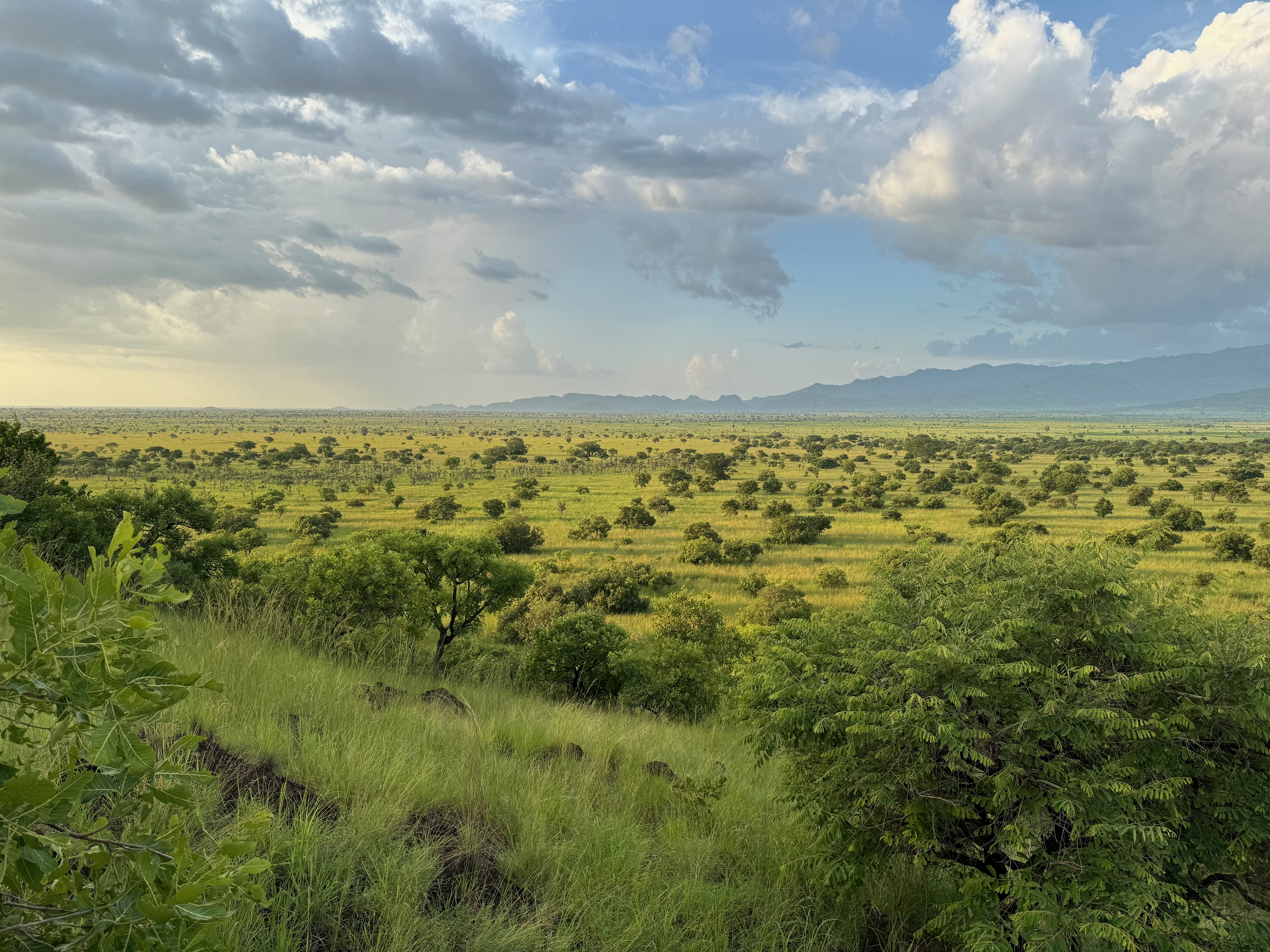 Rangeland under restoration
