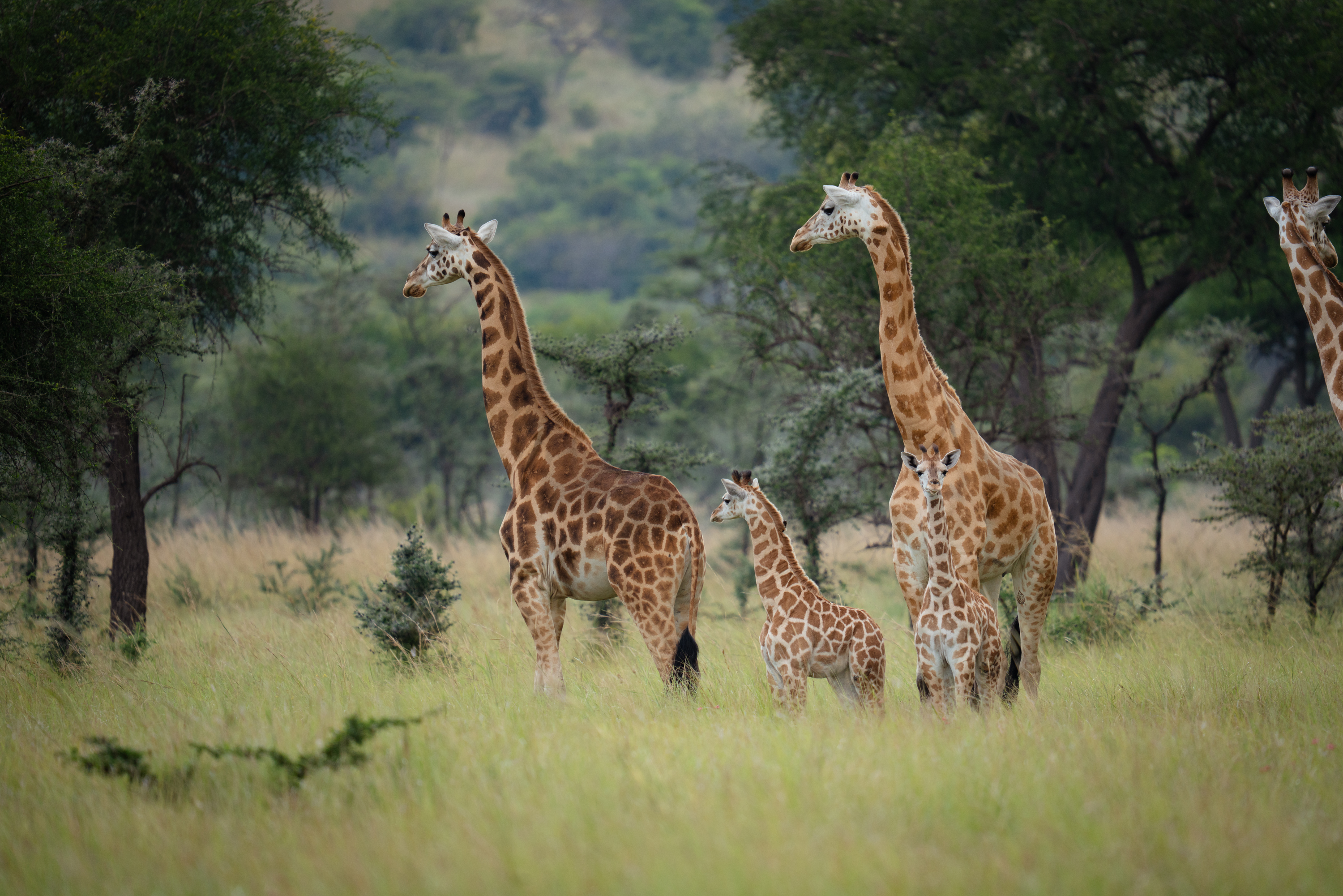 Wildlife of Pian Upe