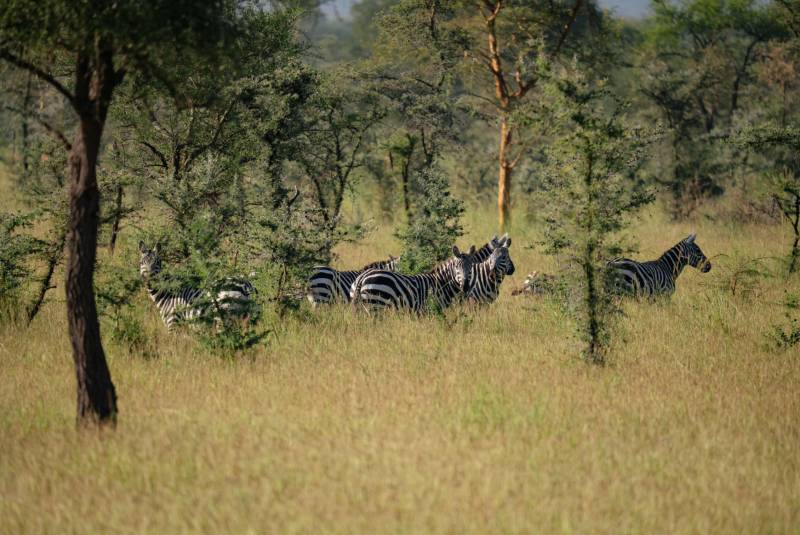 Zebra in the woodland grass