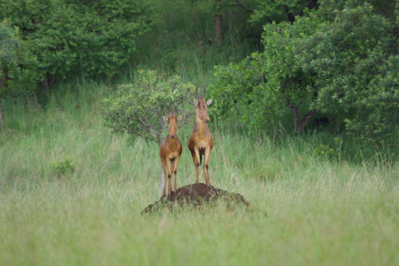 Hartebeest on a termite mound