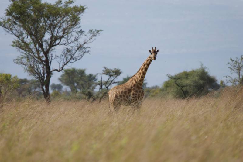 A Nubian giraffe in tall grass