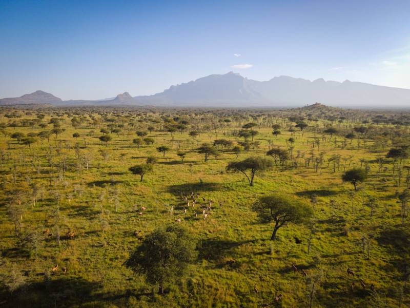The savannah from the air