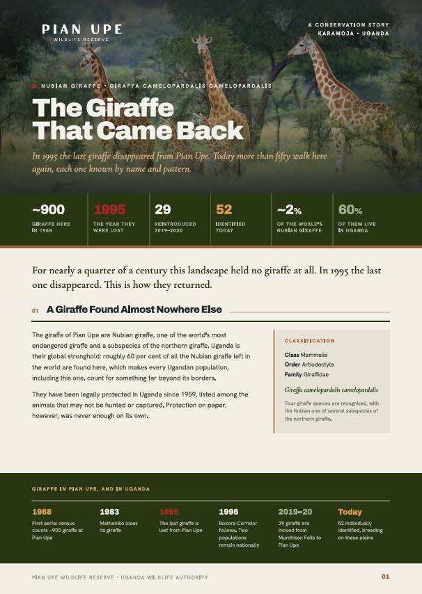 Cover of The Giraffe That Came Back