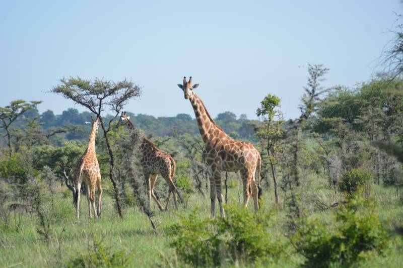 Giraffe among the acacia