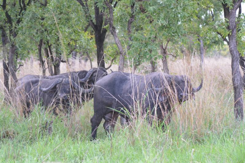 Wildlife grazing on the open plains of Pian Upe