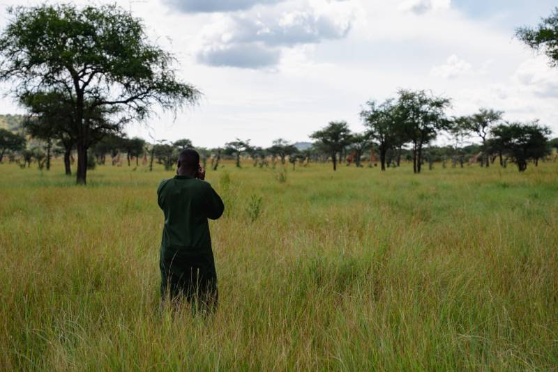 A ranger photographing giraffe on the open plains