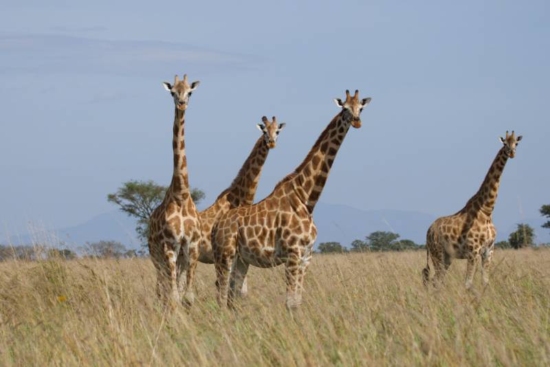 Nubian giraffe on the Pian Upe plains