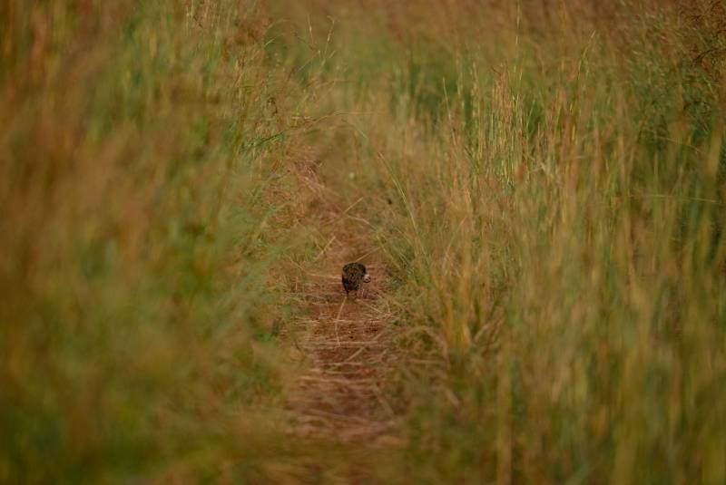 A francolin on a track through tall grass