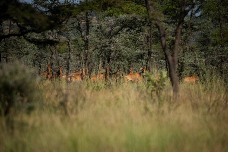 Hartebeest sheltering in the woodland edge