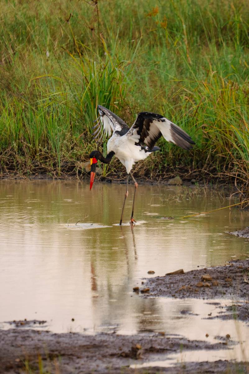 A saddle-billed stork feeding in a shallow pool