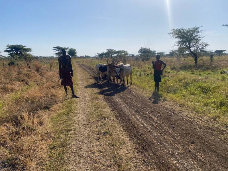 Herders moving cattle along a reserve track
