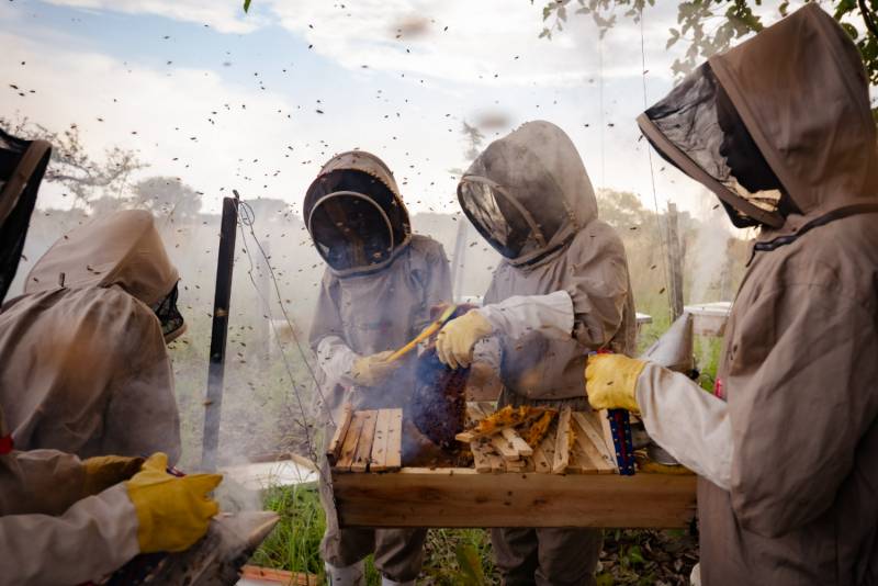 Beekeepers working a hive in protective suits