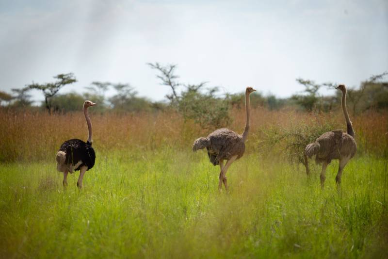 Ostrich on the open savannah