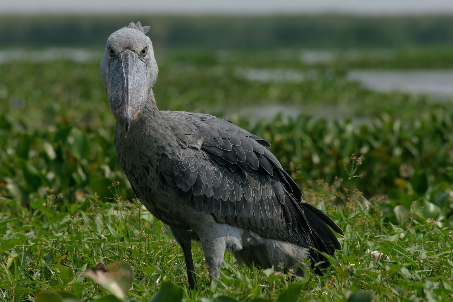 A shoebill stork at Lake Opeta