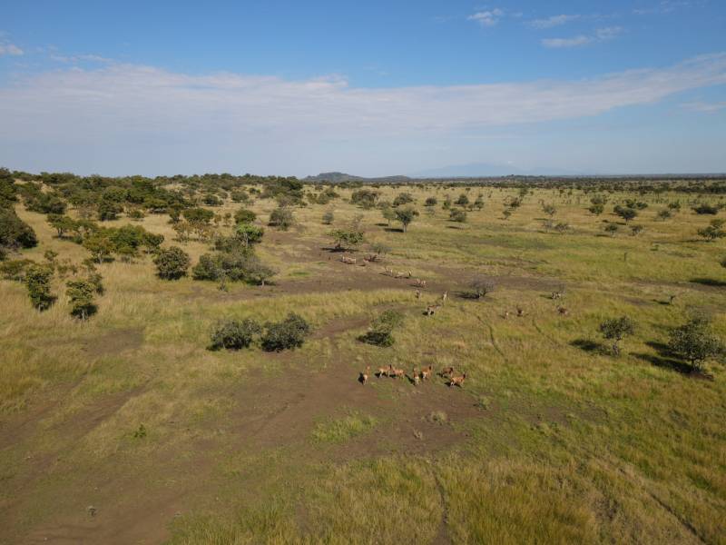 Hartebeest moving across open grassland