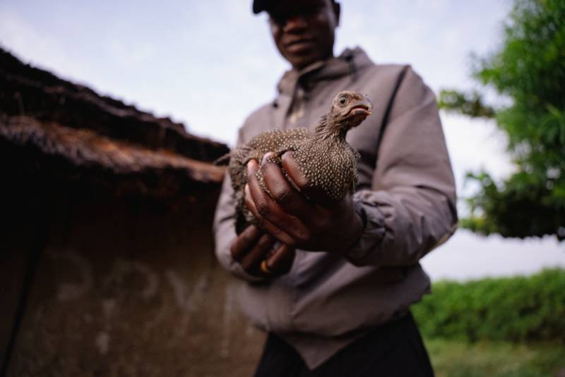 A confiscated guineafowl held by a ranger