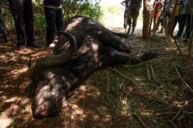 A dead buffalo recorded at the scene