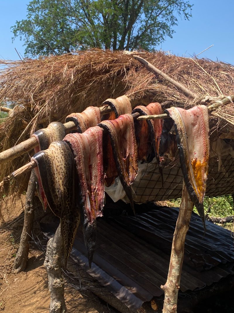 Poached fish drying on a rack at an illegal camp