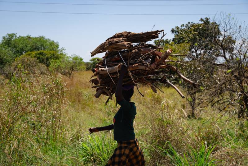 A woman carrying a headload of firewood out of the bush